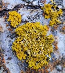 Xanthomendoza hasseana
