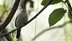 Antilophia bokermanni