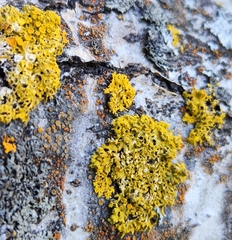 Xanthomendoza hasseana