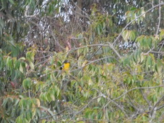 Pheucticus aureoventris