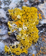 Xanthomendoza hasseana