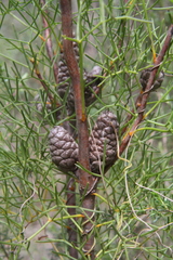 Isopogon anethifolius