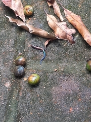 Plestiodon callicephalus