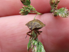 Eurygaster alternata