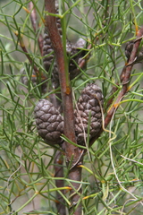 Isopogon anethifolius