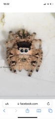 Phidippus otiosus