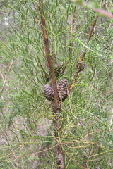 Isopogon anethifolius