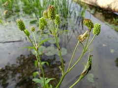 Ranunculus pensylvanicus
