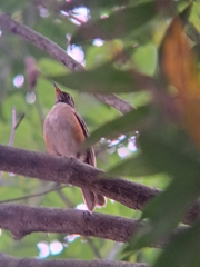 Turdus albicollis albicollis