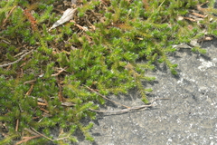 Selaginella rupestris