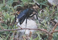 Pepsis terminata