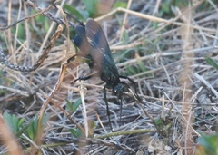 Pepsis terminata