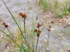 Juncus canadensis