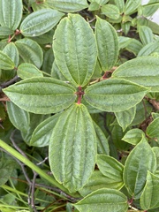 Viburnum davidii
