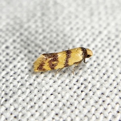 Psaroxantha basilica