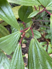Viburnum davidii