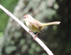 Basileuterus rufifrons