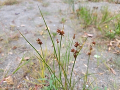 Juncus canadensis