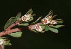 Euphorbia pergamena