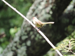 Basileuterus rufifrons