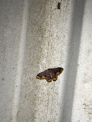 Lophosis labeculata