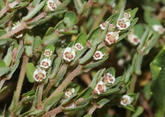 Euphorbia pergamena