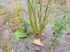 Juncus canadensis