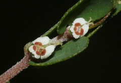 Euphorbia pergamena
