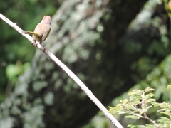 Basileuterus rufifrons