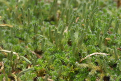 Selaginella rupestris