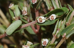 Euphorbia pergamena