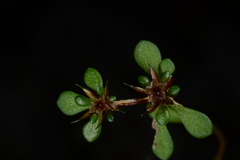 Sedum erythrospermum