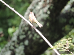 Basileuterus rufifrons