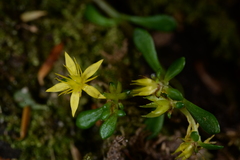Sedum erythrospermum