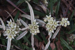 Lasiopetalum ferrugineum