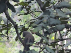 Ptiliogonys cinereus