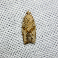 Epiphyas postvittana