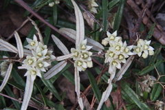 Lasiopetalum ferrugineum