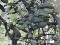 Ptiliogonys cinereus