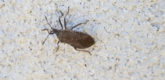 Anasa tristis