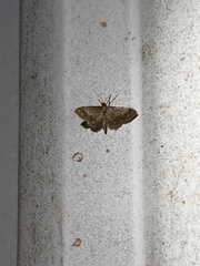 Idaea celtima