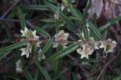 Lasiopetalum ferrugineum