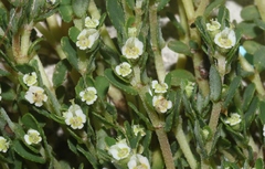 Euphorbia pergamena