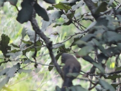 Ptiliogonys cinereus