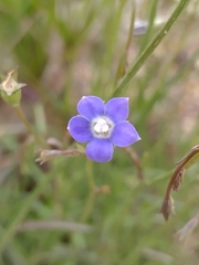 Wahlenbergia