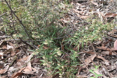 Lasiopetalum ferrugineum