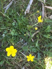 Ranunculus arvensis