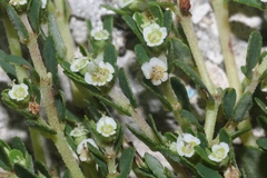 Euphorbia pergamena