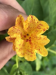 Mirabilis jalapa