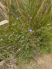 Wahlenbergia